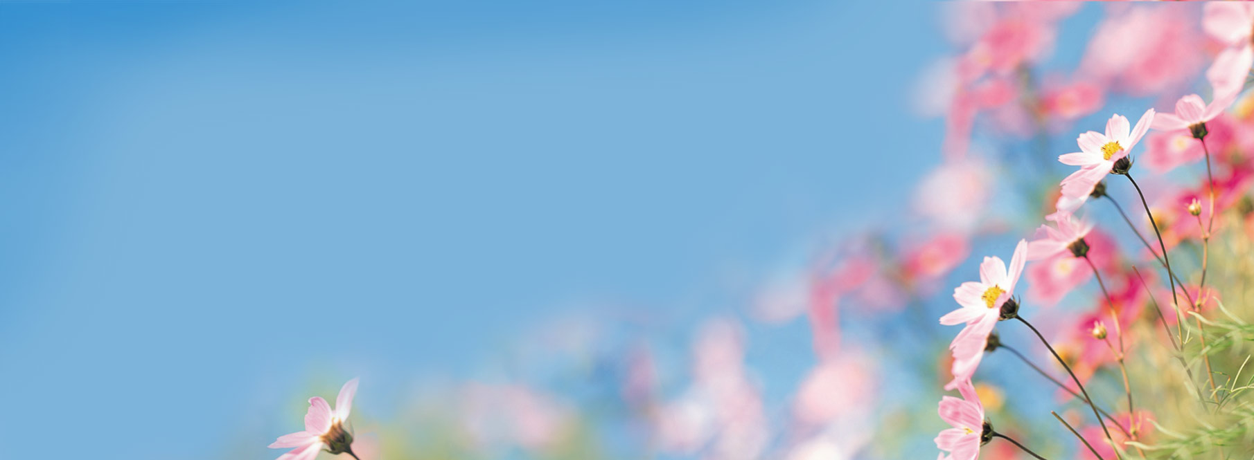Soft-focus background of pink wildflowers against a clear blue sky, with space on the left for text or design overlay.
